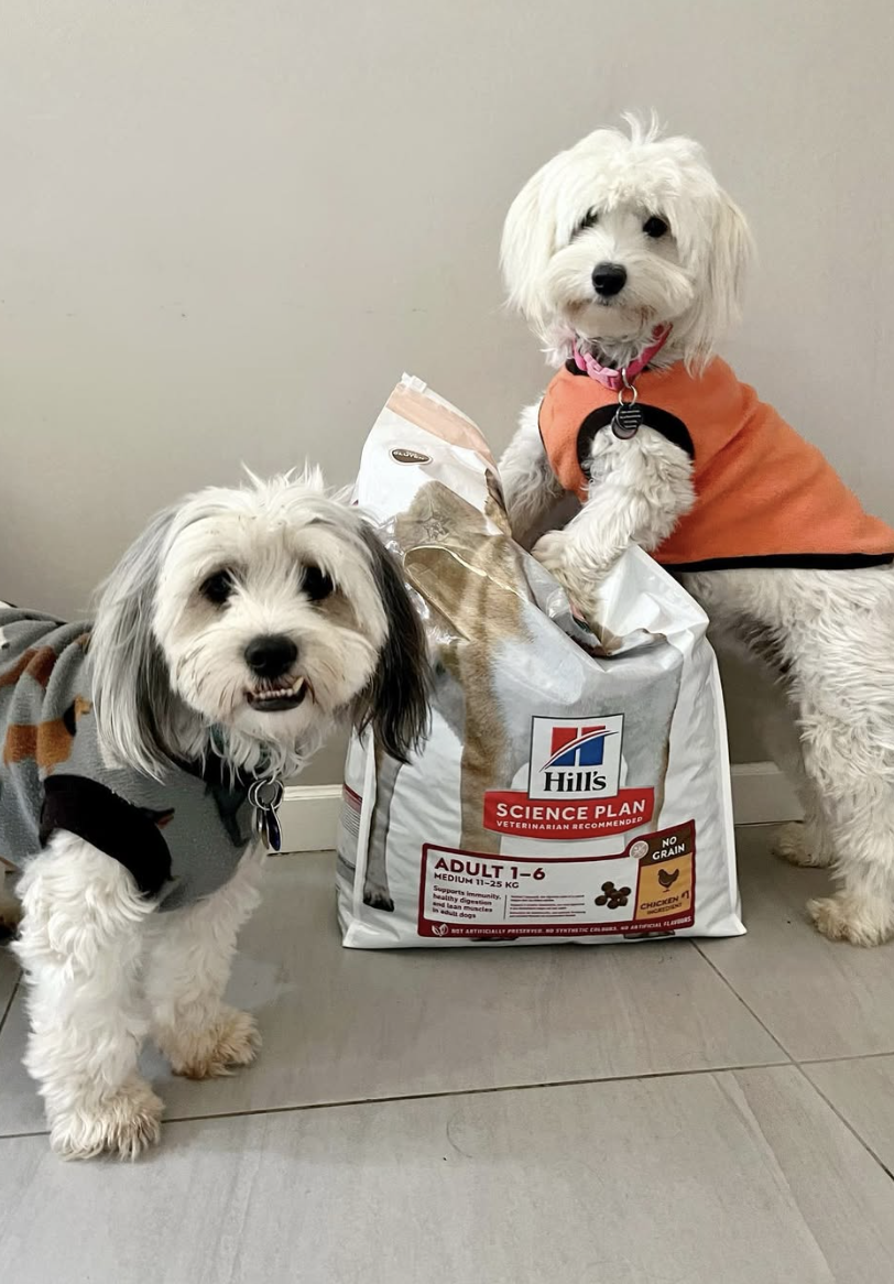 Hill’s i/d and the KDT Family furkids when digestion needs a reset