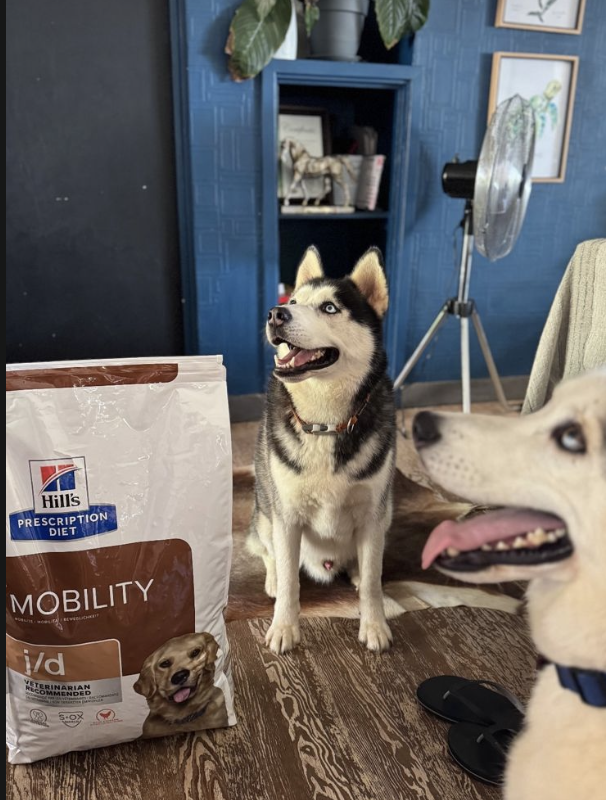Supporting movement from the inside out with Hill’s Pet Nutrition mobility diets